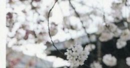 Cherry blessing e.p. Touhou Youyoumu ~ Perfect Cherry Blossom. - Video Game
