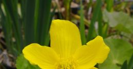 Caltha