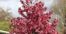 Crabtrees
