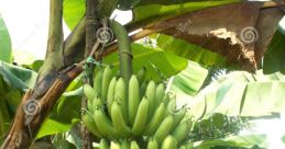 Het Grote Banaan met alle hits!