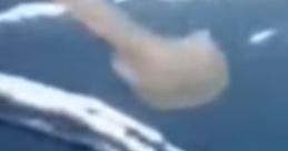 Jellyfish Speen