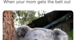 Memes101