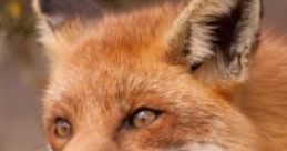 A surprised fox with a shocked expression, conveying humor perfect for sharing random finds and funny songs on YouTube.