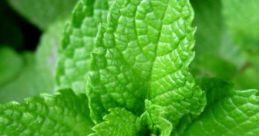 Peppermint