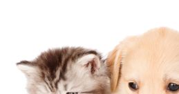 Cats & Dogs
