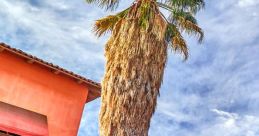 Palm Springs