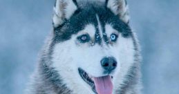 Snow Dogs