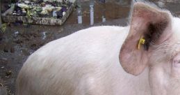 Pig