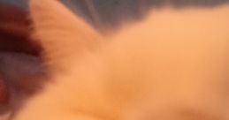 Close-up of a fluffy cat's face, showcasing its soft fur and pink nose, perfect for a light-hearted news broadcast segment.