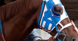 Secretariat (2010)
