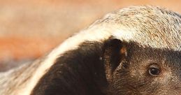Honey Badger "Honey Badger" is a high-octane action-comedy film released in 2022 that takes viewers on an adrenaline-fueled