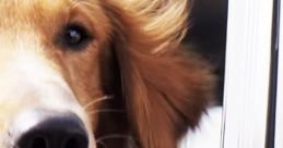 A Dog's Purpose - Official Trailer (HD)