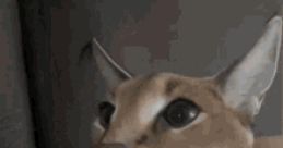 Caracal requests