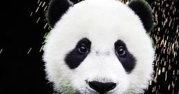 Desiigner - Panda