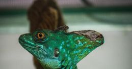 Caméléon : Rayonnant, Plein D'entrain, Énergique, Impassible Et Alerte