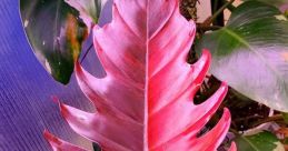 Tonally Variegated