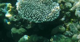 Genuineness, Buoyancy, and a Rambunctious Nature