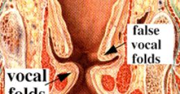 Multilingual Vocal Cords with Extensive Versatility and Expertise, Impeccably Bilingual in Both French and Arabic