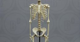 For the Preeminent Juvenile and Adolescent Articulations, Seek No Further