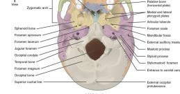 The Timbre You Require for the Echo Within Your Cranium