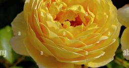 Inviting, Dependable, Heartfelt, Unpretentious, British, and Credible Type your text to hear it in the Inviting, Dependable,