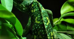 Italian Vocal Chameleon