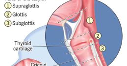 Thanks to My Gifted Vocal Cords, You'll Be Able to Convey a Plethora of Emotions Type your text to hear it in the Thanks