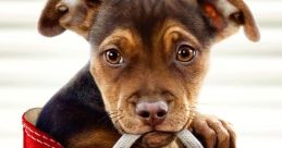 A Dog's Way Home