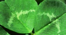 Four-leaf clover close-up, symbolizing luck, ideal for St. Patty's Day celebrations and festivities.