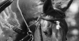 Horse Eventing - Video Game Video game from Horse Eventing for Online. Published by girlsgogames (2009). Uploaded by