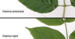 Green vs. White