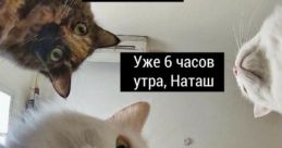 Приколы и мемы ..