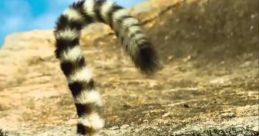 Island of Lemurs: Madagascar Trailer