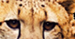 Cheetah