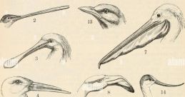 Rhynchops Tenciucus