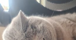 Issa the Cat lounging on a chair, showcasing her soft gray fur and bright amber eyes in a cozy setting.