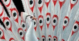 Lord Shen (Gary Oldman, Kung Fu Panda)