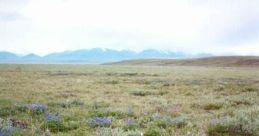Tundra9824732272
