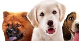 Me And My Dogs: Friends Forever (DSiWare) Wanko to Issho ワンコと一緒♪ - Video Game Video game from Me And My Dogs: