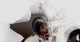 Walter The Frenchie