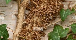Ivy (US English)