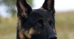 K9