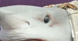 Shark Puppet Use shark puppet of text to speech voice.