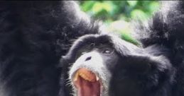 Shouty gibbon vocalizing loudly, showcasing its impressive throat sac, set against a lush green backdrop.