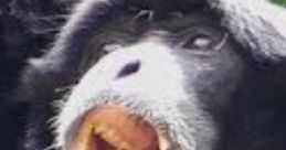 Black monkey with a wide-open mouth, showcasing sharp teeth and expressive features, resembling a moment of surprise or excitement.