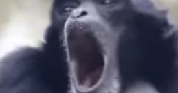 Screaming Gibbon Monkey showing its impressive vocal stance with an open mouth and prominent throat pouch.