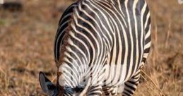 QUAGGA
