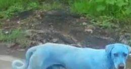 Blue the dog