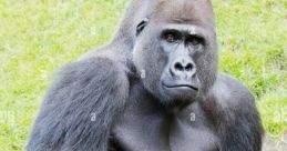 Mrs. Silverback