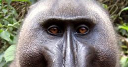 Monkey From Gozolo X Monkey